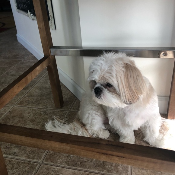 This is my dog Riker - Picture 4 of 7